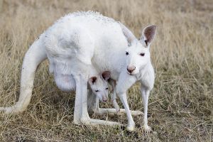 Albino kangaroo 2.jpg